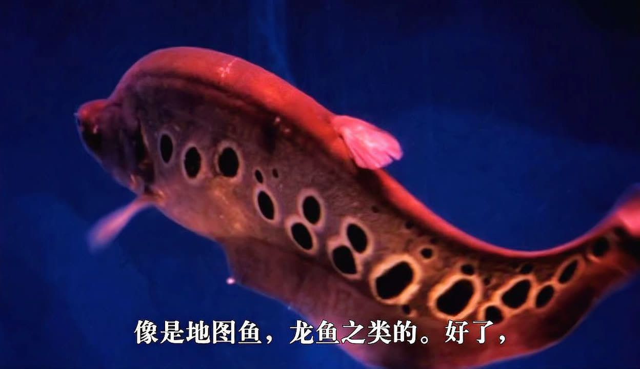 不想讓龍魚長大：如何阻止龍魚生長