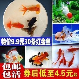 龍魚吃小金魚上色嗎？：龍魚吃小金魚會上色嗎 龍魚吃小金魚上色嗎？：龍魚吃小金魚會上色嗎 龍魚百科 第2張