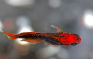 紅龍魚鰭發黑什么原因（紅龍魚鰭發黑是什么原因引起的）
