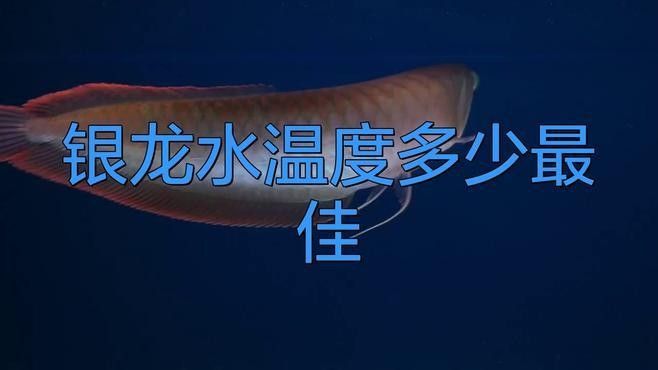 銀龍魚怎么養水溫高