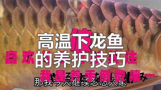 銀龍魚怎么養水溫高
