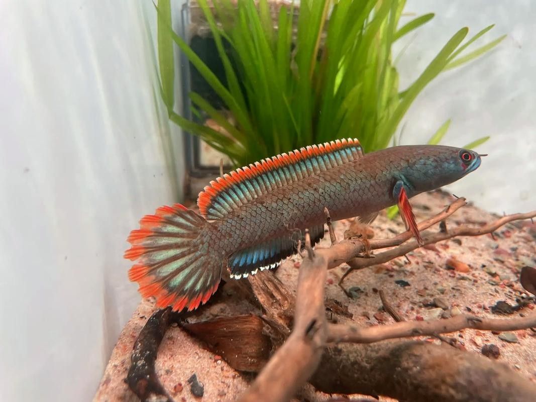 雷龍魚用什么燈好