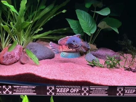雷龍魚用什么燈好