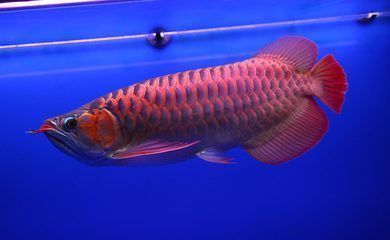 紅龍魚25cm大概多少錢，紅龍魚25cm的價(jià)格因地區(qū)、品種和市場供求而異