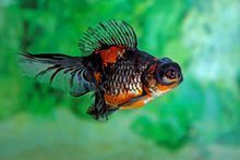 龍睛和蝶尾哪個更好養？