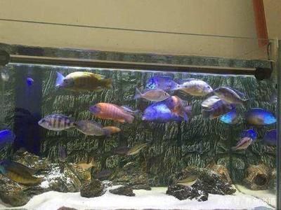 養(yǎng)龍魚費錢嗎（養(yǎng)龍魚的初始投資主要包括購買魚缸和相關(guān)設(shè)備的費用）