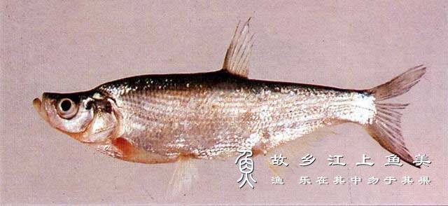 紅勾銀版魚繁殖水溫控制方法：紅勾銀版魚繁殖周期及特點(diǎn),紅勾銀版魚繁殖成功率提升方法