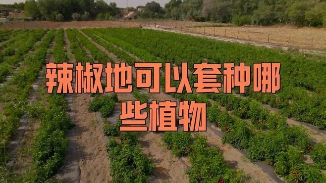 辣椒地里套種啥最好