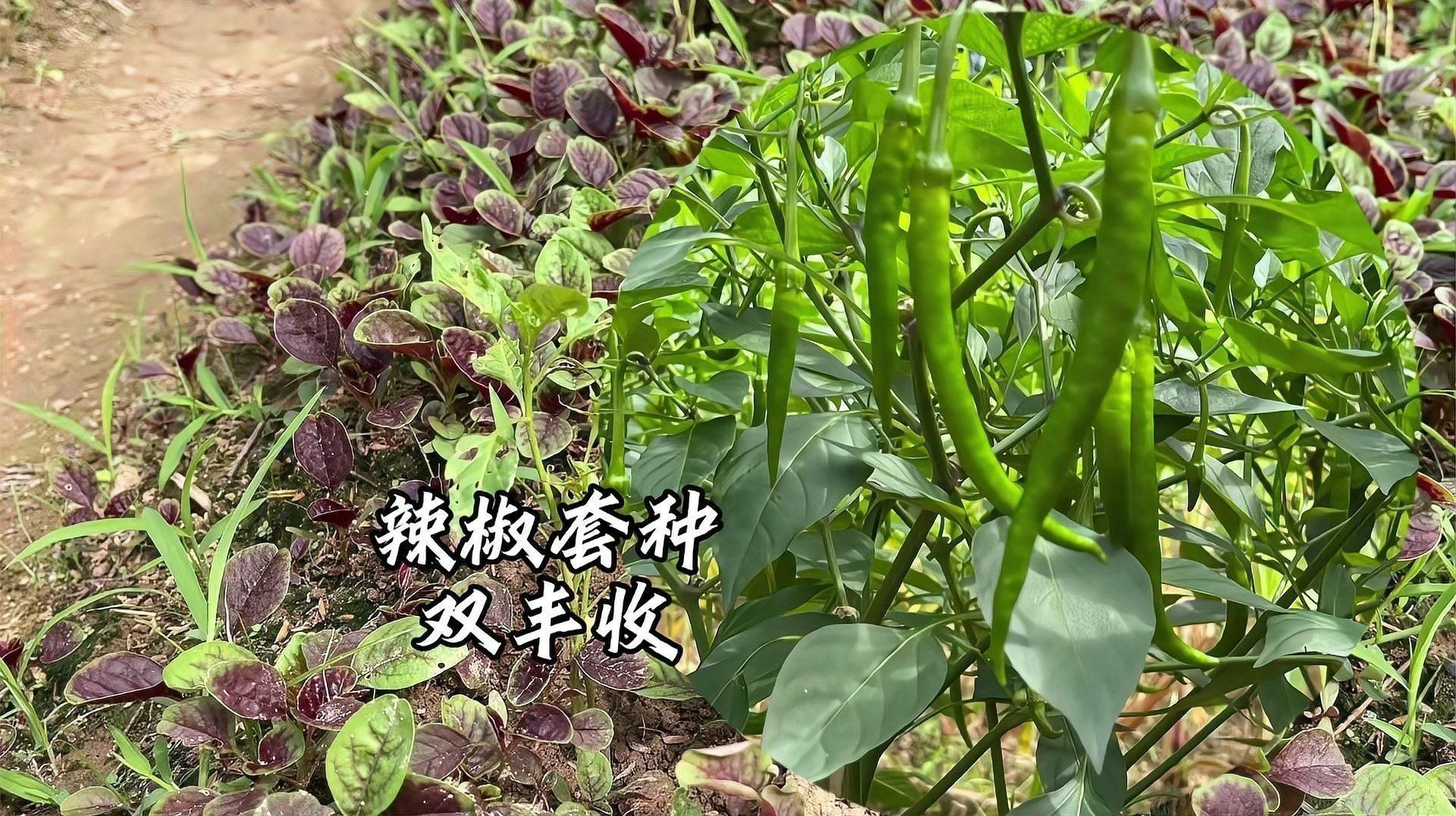 辣椒地里套種啥最好