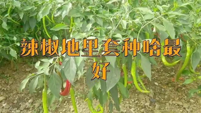 辣椒地里套種啥最好