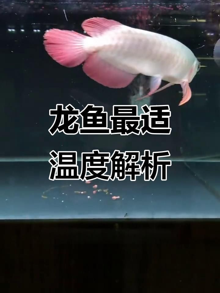 再詳細說說龍魚對水溫的要求