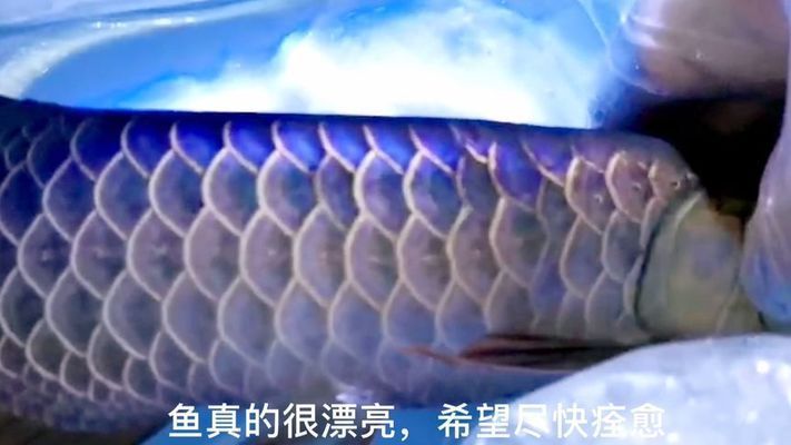 龍魚爛鱗要拔掉鱗片嗎：龍魚爛鱗不需要拔掉鱗片，龍魚爛鱗用什么藥效果好