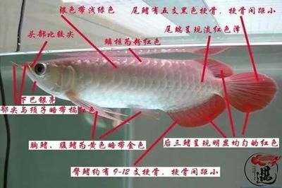 紅龍魚有名的漁場有哪些地方呢，印尼紅龍魚養殖場