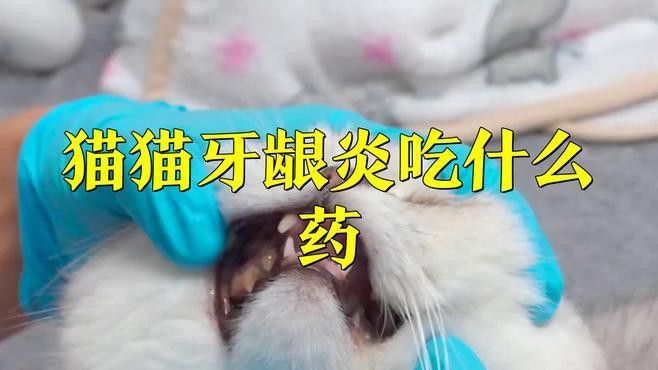 詳細閱讀:如何判斷龍貓牙齒是否感染? 如何判斷龍貓牙齒是否感染?