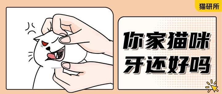 如何判斷龍貓牙齒是否感染？ 如何判斷龍貓牙齒是否感染？ 龍魚百科 第7張