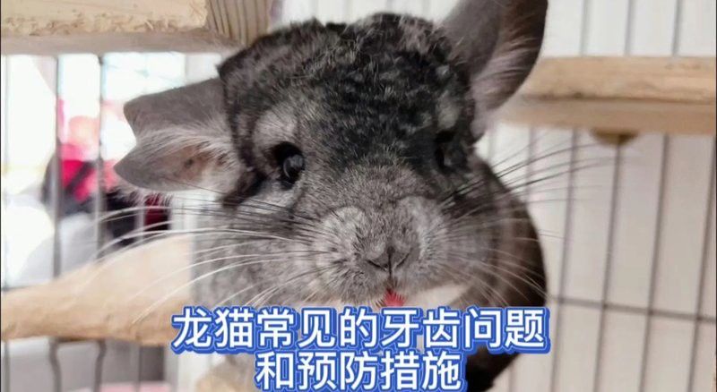 如何判斷龍貓牙齒是否感染？ 如何判斷龍貓牙齒是否感染？ 龍魚百科 第4張