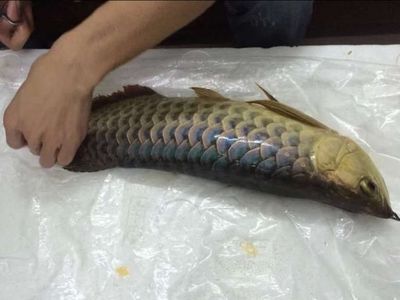 龍魚美容師在哪里學：龍魚美容在線課程推薦