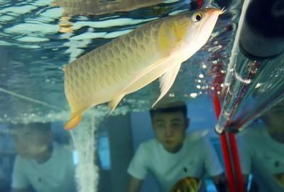 龍魚美容師在哪里學：龍魚美容在線課程推薦