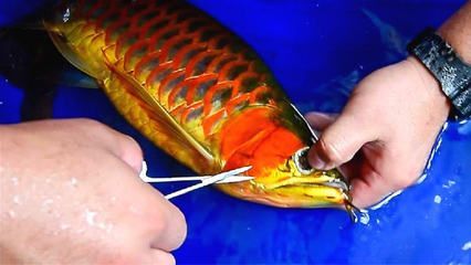 龍魚美容師在哪里學：龍魚美容在線課程推薦