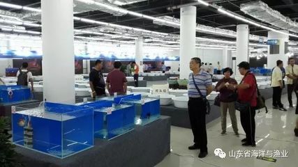 三條龍魚寓意好嗎 龍魚百科 第3張 三條龍魚寓意好嗎 三條龍魚寓意好嗎 龍魚百科 第3張