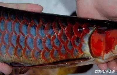 紅龍魚怎么買到正品（如何選擇紅龍魚飼料）