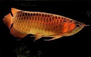 金龍魚喂什么小魚，關于金龍魚喂養小魚的相關信息