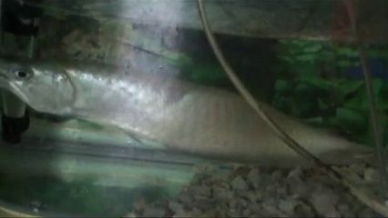 龍魚長箭蟲怎么治：如何治療龍魚箭蟲