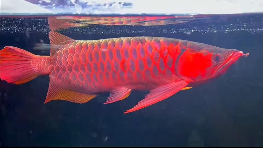 紅龍魚有幾個品種圖片欣賞