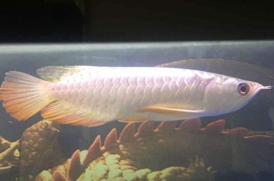 龍魚最高溫度多少：龍魚可以在23—32度溫度范圍內生存