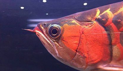 龍魚鯊魚嘴什么意思：“龍魚鯊魚嘴”的飼養(yǎng)技巧，龍魚鯊魚嘴的飼養(yǎng)技巧