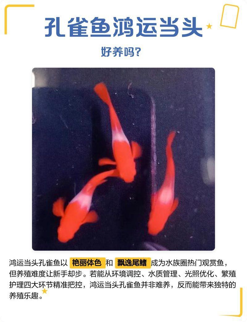 孔雀魚(yú)鴻運(yùn)當(dāng)頭不耐活