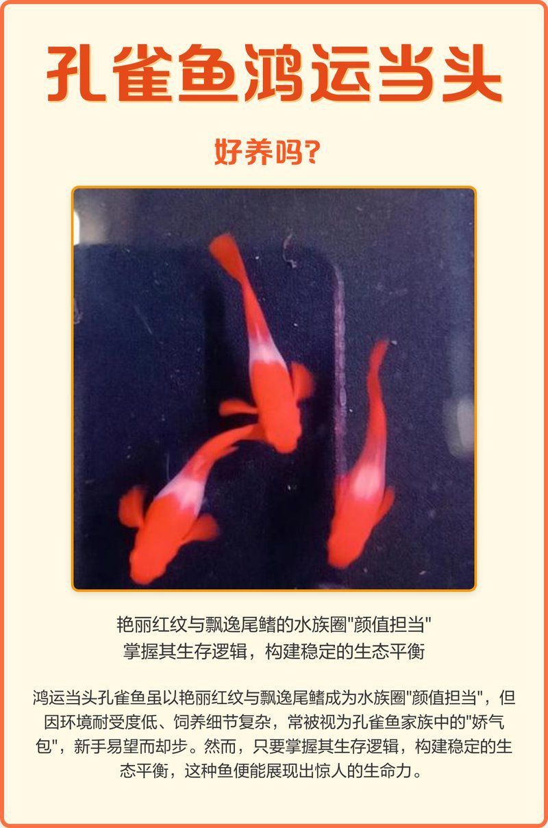 孔雀魚(yú)鴻運(yùn)當(dāng)頭不耐活