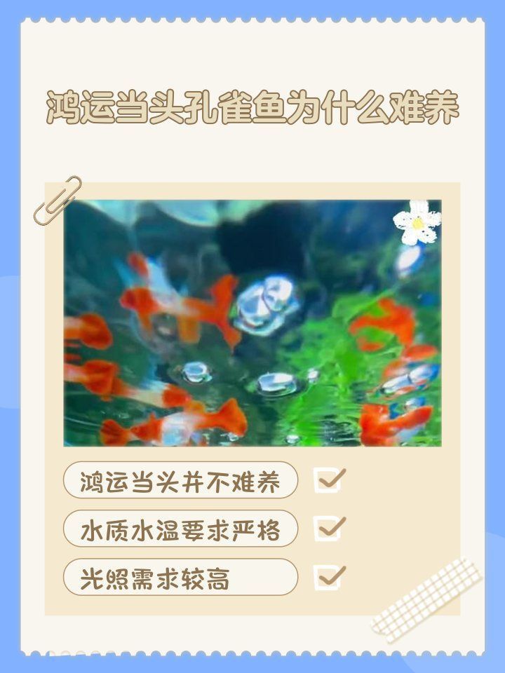 孔雀魚(yú)鴻運(yùn)當(dāng)頭不耐活