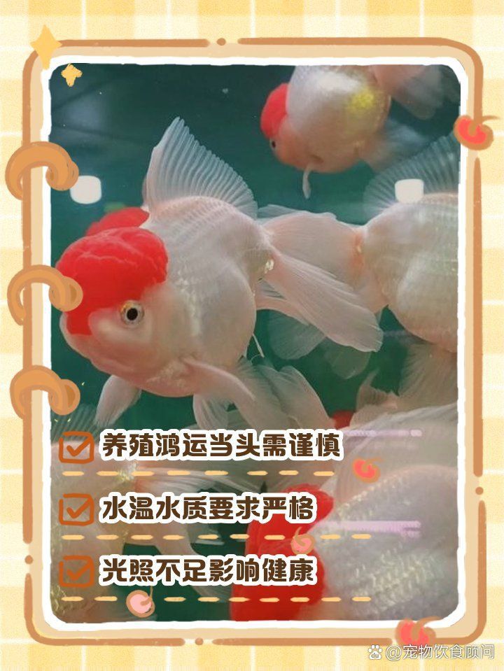 孔雀魚(yú)鴻運(yùn)當(dāng)頭不耐活