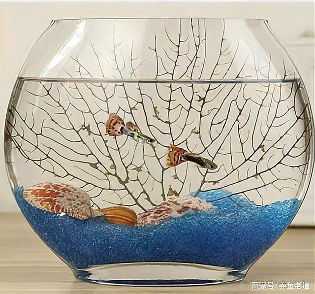 孔雀魚(yú)鴻運(yùn)當(dāng)頭不耐活