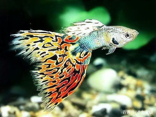 孔雀魚(yú)鴻運(yùn)當(dāng)頭不耐活