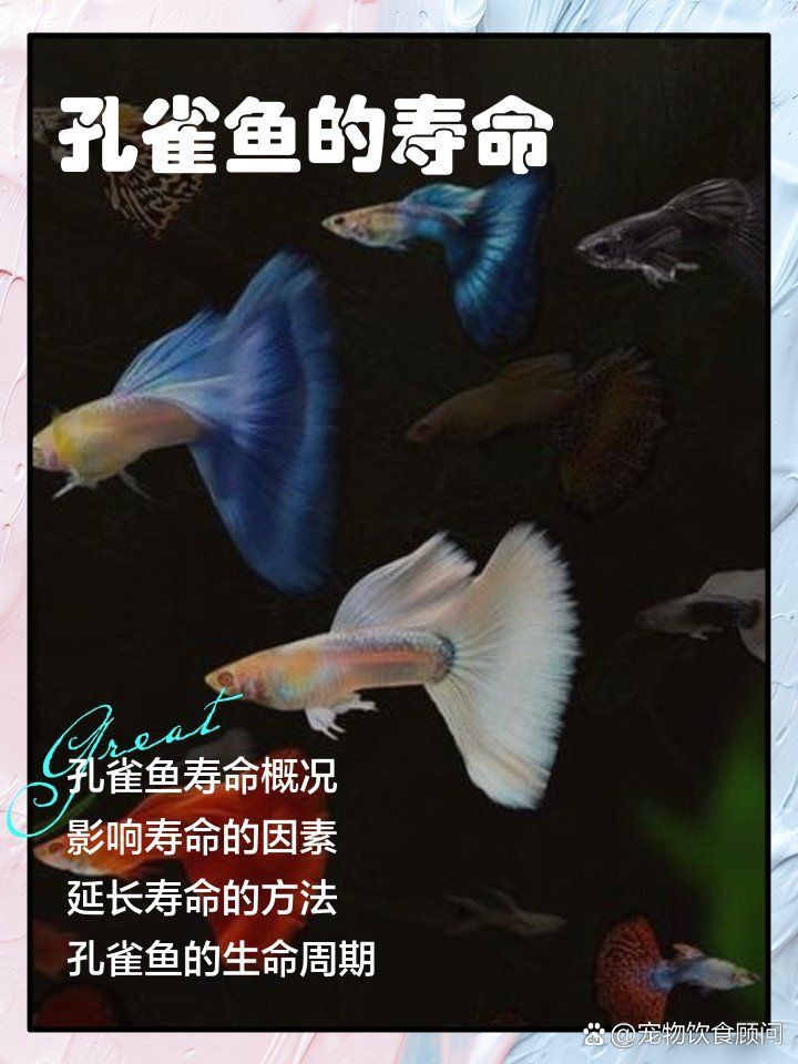 孔雀魚(yú)鴻運(yùn)當(dāng)頭不耐活