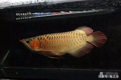龍魚生命周期是多少天：龍魚生命周期因品種和飼養(yǎng)條件不同而有所差異