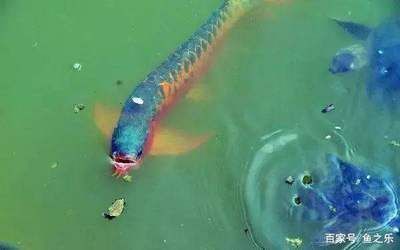 龍魚停在一個(gè)地方不游動（龍魚停在一個(gè)地方不游動怎么辦？）