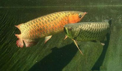 龍魚停在一個(gè)地方不游動（龍魚停在一個(gè)地方不游動怎么辦？）