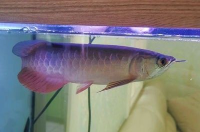 龍魚幾月份開始加溫度合適：龍魚何時開始加溫