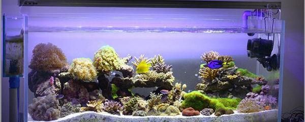 龍魚缸放珊瑚骨影響：在龍魚缸中放置珊瑚骨對水質(zhì)和龍魚健康的影響是非常重要的