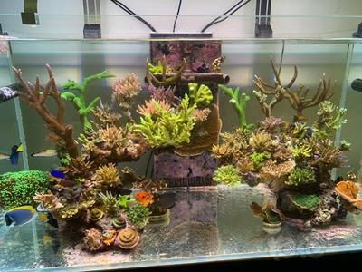 龍魚缸放珊瑚骨影響：在龍魚缸中放置珊瑚骨對水質(zhì)和龍魚健康的影響是非常重要的