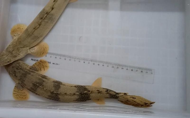 虎斑恐龍魚兇猛嗎圖片欣賞一下