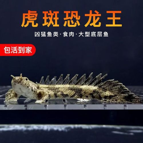 虎斑恐龍魚兇猛嗎圖片欣賞一下