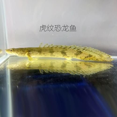 虎斑恐龍魚兇猛嗎圖片欣賞一下