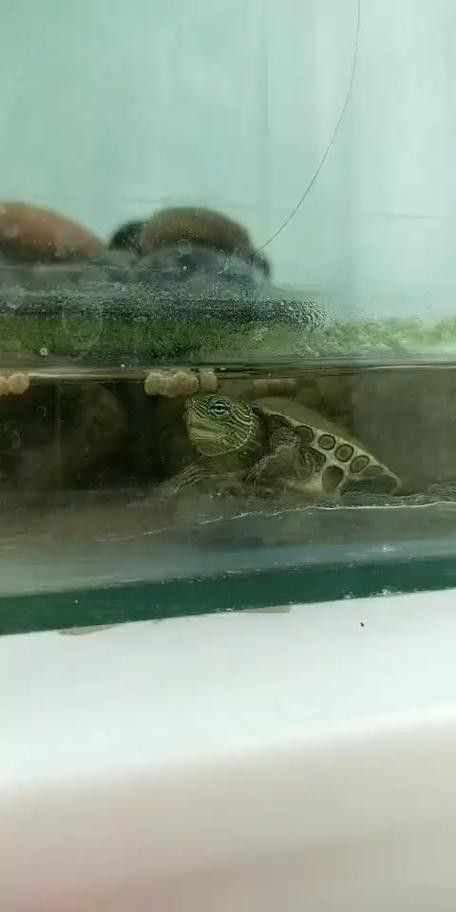 虎斑恐龍魚兇猛嗎圖片欣賞一下