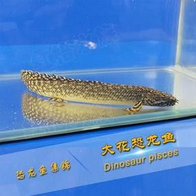 虎斑恐龍魚兇猛嗎圖片欣賞一下