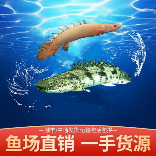虎斑恐龍魚兇猛嗎圖片欣賞一下