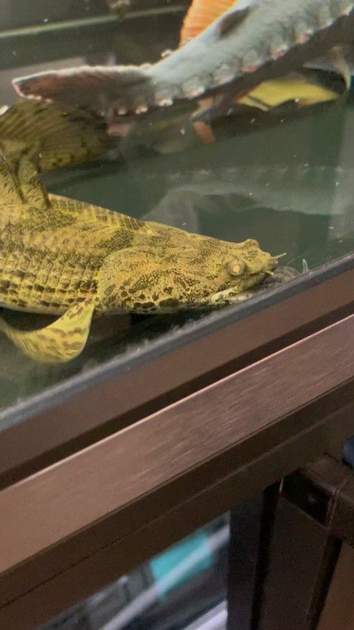 虎斑恐龍魚兇猛嗎圖片欣賞一下